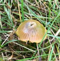 Parrot Waxcap Hygrophorus psittacina: Click to enlarge